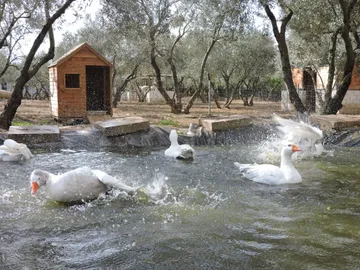 Die Enten planschen im See neben ihrem Häuschen