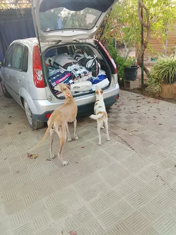 Two dogs next to a car loaded with feed for another shelter