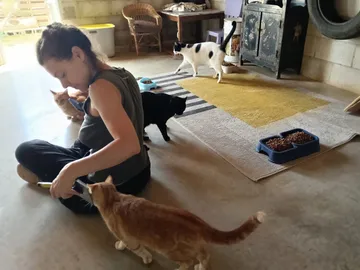 Eine Freiwillige sitzt auf dem Boden, umgeben von Katzen