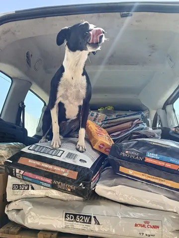 A dog on top of feed sacks in a van