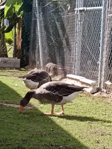 Die Gänse in ihrem Bereich mit Gras