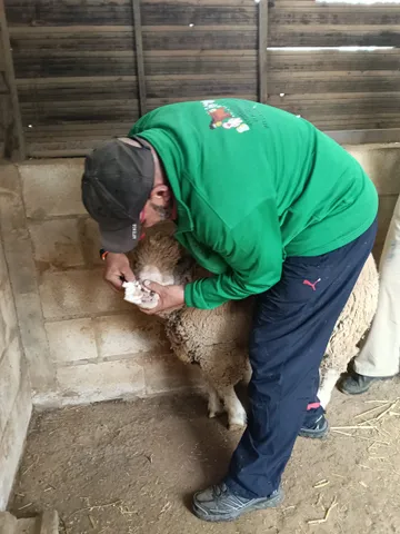 Ein Freiwilliger kümmert sich um ein Schaf