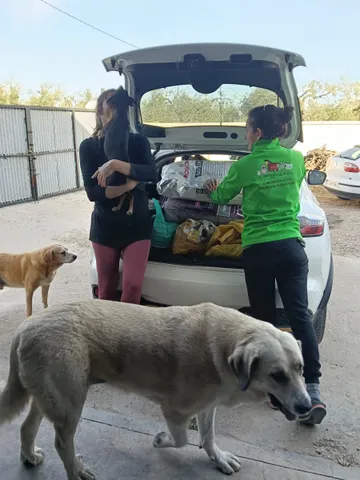 Donation delivery from a car boot, with two dogs watching