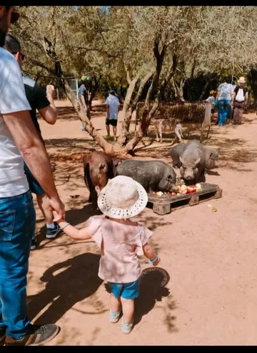 Besucher bei den Ferkeln