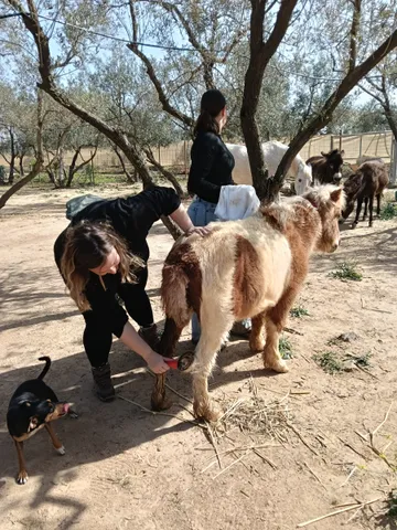 Freiwillige versorgen ein Pony