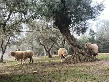 Die Schafe unter dem jahrhundertealten Olivenbaum