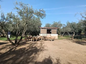Der Olivenhain und die Hallen des Lebenshofs