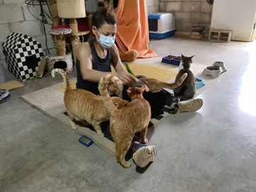 Eine Freiwillige mit den Katzen des Katzenhauses