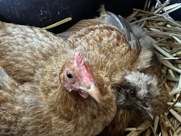 Vögel des Lebenshofs
