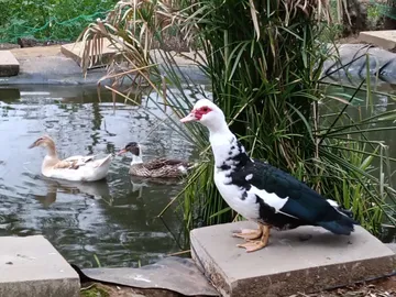 Vögel des Lebenshofs