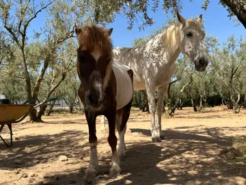 Ein Pony und ein weißes Pferd unter den Olivenbäumen