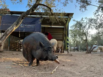 Ein Ferkel neben seinem Häuschen