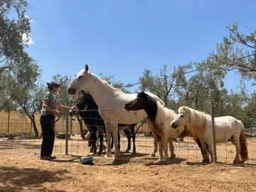 Freiwillige mit den Pferden und Ponys
