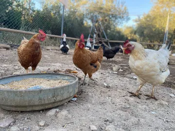 Hühner in verschiedenen Farben an einem runden Futtertrog