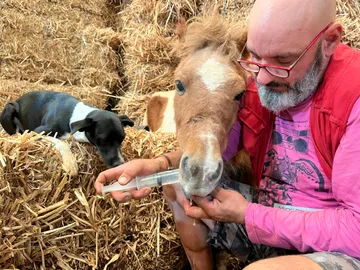 Ein Freiwilliger gibt einem Pony die Flasche