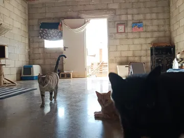 Die Katzen im Haus des Lebenshofs