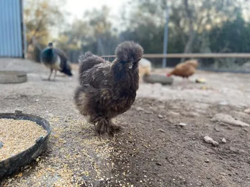 Ein schwarzes Huhn mit seidigem Gefieder am Futtertrog
