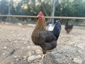 Ein gesprenkeltes Huhn mit braun-schwarzem Gefieder blickt in die Kamera