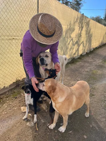 Eine Freiwillige mit zwei Hunden