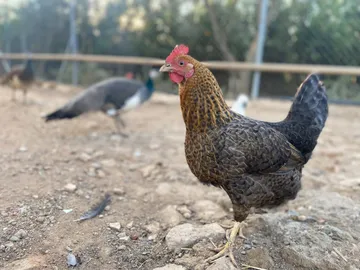 Ein gesprenkeltes Huhn und ein Pfau spazieren über den Hof