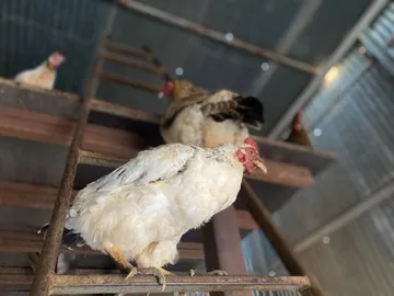 Hühner ruhen auf den Sitzstangen im Stall