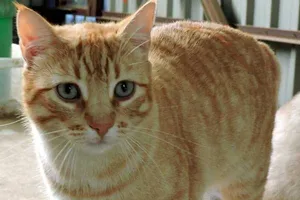 Pirulo, eine Katze auf dem Lebenshof
