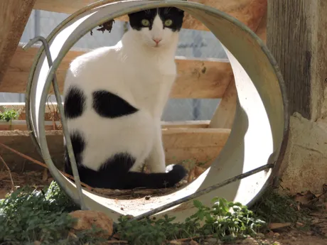 Jaimito, minou du refuge