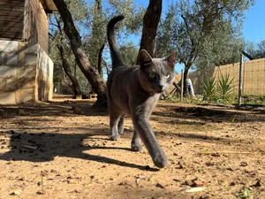 Anita, eine Katze auf dem Lebenshof