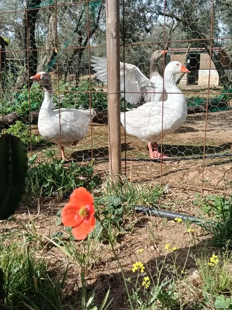 Abigael, Martina and Violeta, birds at the sanctuary