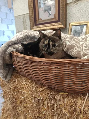 Cloe und Maguy, Katzen auf dem Lebenshof