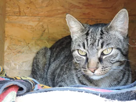 Simón, eine Katze auf dem Lebenshof