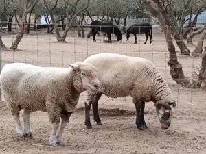 Margarita und Pili, Schafe auf dem Lebenshof