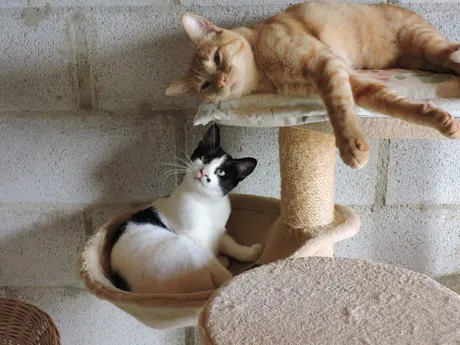Deniro y Mandarina, gatis del refugio