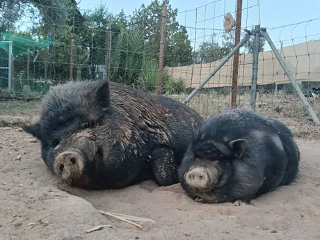 Rufino y Marilyn, cerdis del refugio