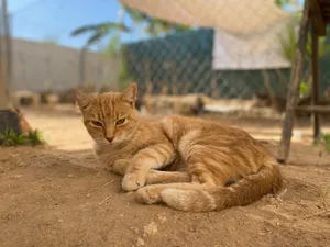 Laila, eine Katze auf dem Lebenshof