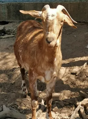 Roberta, chèvre du refuge