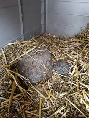 Karoline y Kas, tortugas del refugio