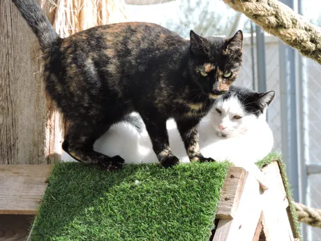 Greta, eine Katze auf dem Lebenshof
