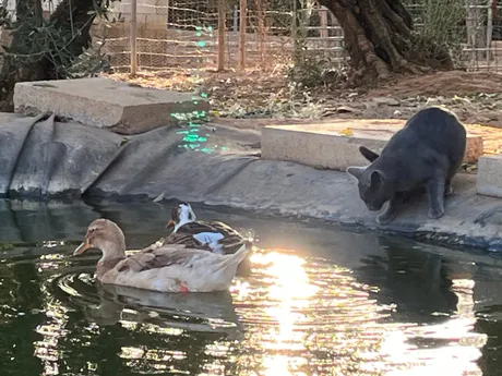 Gordi and Nuri, birds at the sanctuary