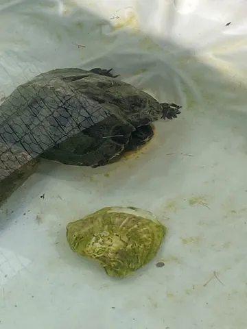 Jara, eine Schildkröte auf dem Lebenshof