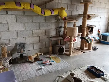 Das Katzenzimmer des Lebenshofs