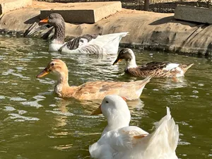 Abigail, Gordi, Nuri und Manolita, Vögel auf dem Lebenshof