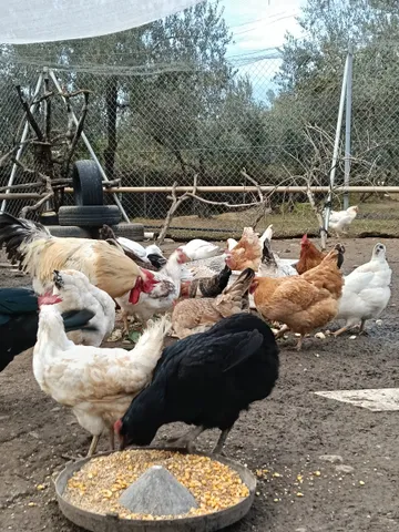 Hühner des Lebenshofs beim Picken