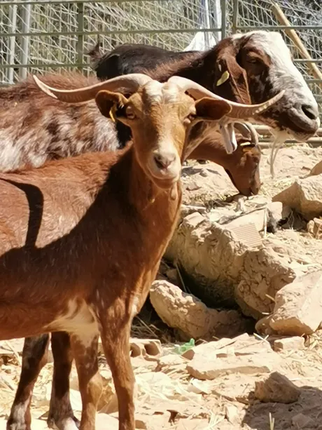 Bambi, eine Ziege auf dem Lebenshof