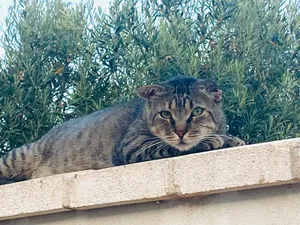 Doraimon, eine Katze auf dem Lebenshof