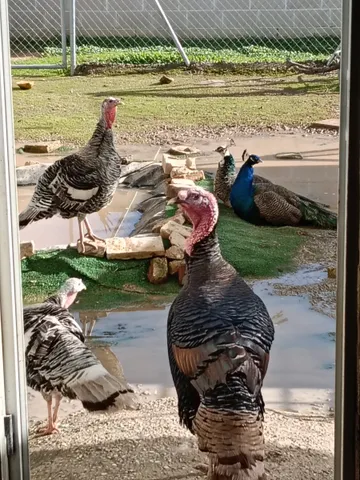 Arturito, Mar, Sol, Faimina und Cansado, Vögel auf dem Lebenshof