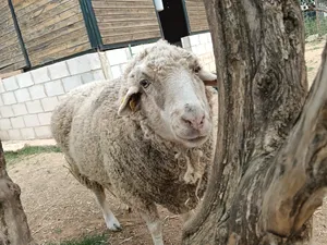 Pepa, a sheep at the sanctuary
