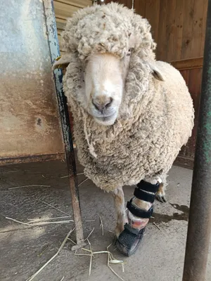 Paquito, ein Schaf auf dem Lebenshof