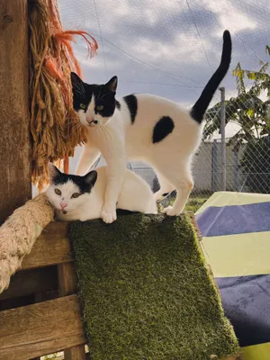 Deniro und Jorgito, Katzen auf dem Lebenshof