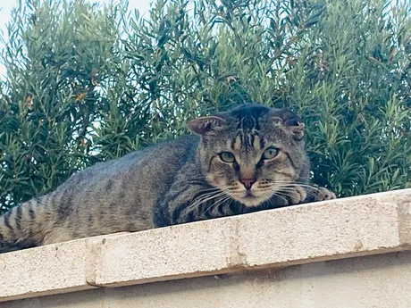Doraimon, gati del refugio